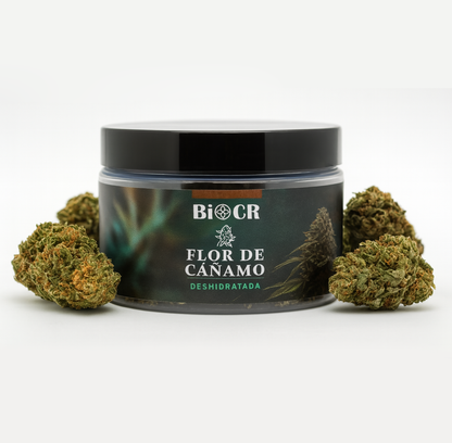 Flor de CBD Cherry Chocolate Chip (CCC) 🍒🍫