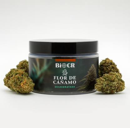 Flor de CBD Mountain Mango 🥭⛰️