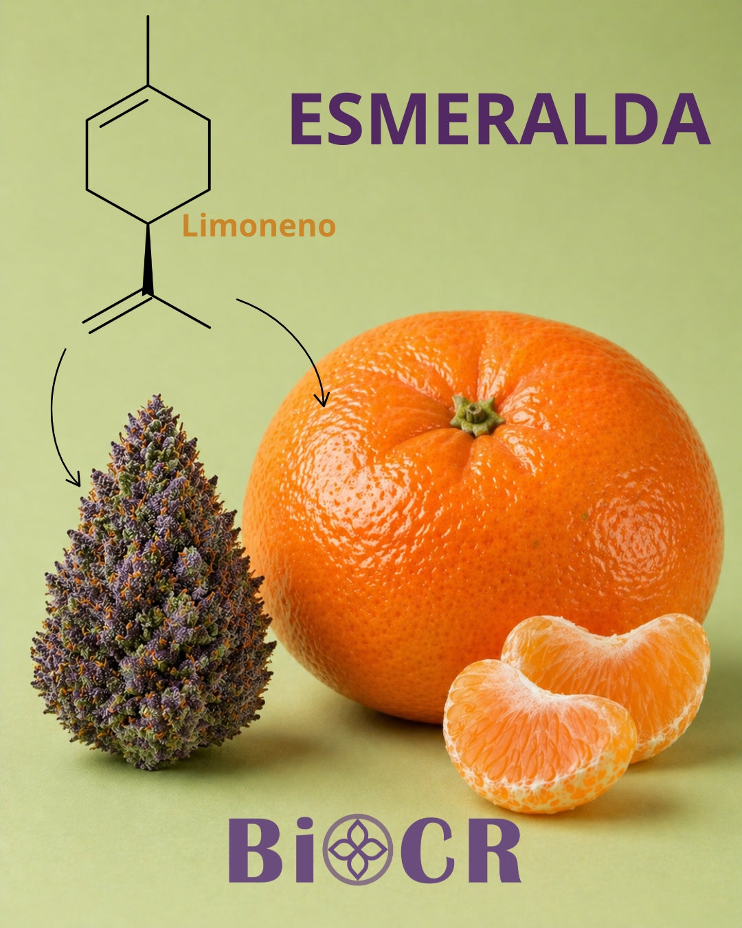 Flor CBD Esmeralda