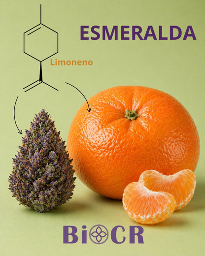 Flor CBD Esmeralda